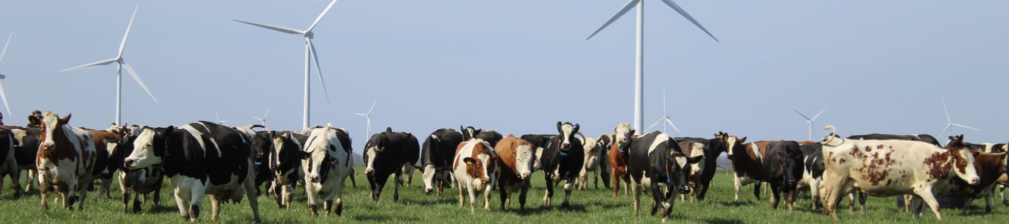 Vacature Bedrijfsleider Biologisch Melkveebedrijf bij Aeres Farms